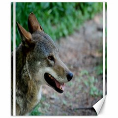 Red Wolf Canvas 8  X 10  (unframed) by AnimalLover