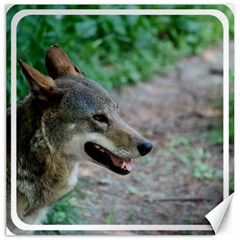 Red Wolf Canvas 12  X 12  (unframed) by AnimalLover