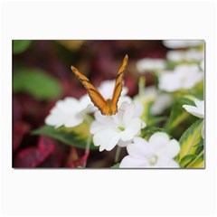 Butterfly 159 Postcards 5  X 7  (10 Pack) by pictureperfectphotography