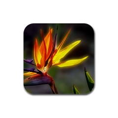 A Beautiful Bird Of Paradise Drink Coasters 4 Pack (square) by designsbyvee