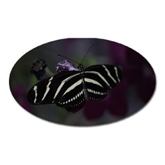 Butterfly 059 001 Magnet (oval) by pictureperfectphotography