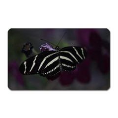 Butterfly 059 001 Magnet (rectangular) by pictureperfectphotography