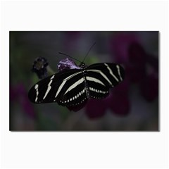 Butterfly 059 001 Postcard 4 x 6  (10 Pack) by pictureperfectphotography