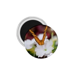 Butterfly 159 1 75  Button Magnet