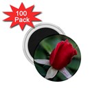 Sallys Flowers 032 001 1.75  Button Magnet (100 pack) Front