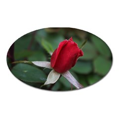 Sallys Flowers 032 001 Magnet (oval) by pictureperfectphotography