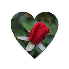 Sallys Flowers 032 001 Magnet (heart) by pictureperfectphotography