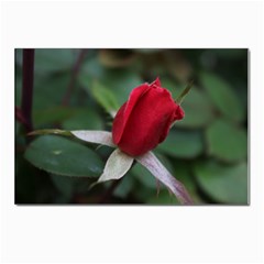 Sallys Flowers 032 001 Postcards 5  X 7  (10 Pack) by pictureperfectphotography