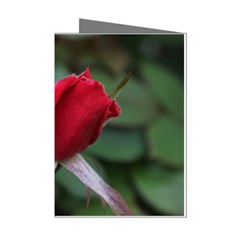 Sallys Flowers 032 001 Mini Greeting Card (8 Pack)