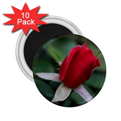 Red Bud 032-001 2 25  Button Magnet (10 Pack) by pictureperfectphotography