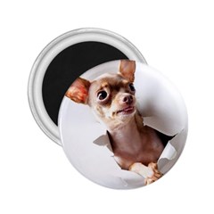 Chihuahua 2.25  Button Magnet