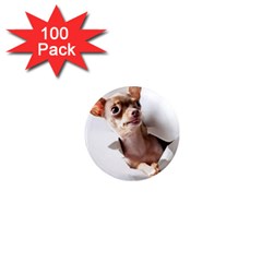 Chihuahua 1  Mini Button Magnet (100 pack)