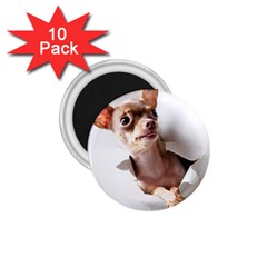 Chihuahua 1.75  Button Magnet (10 pack)