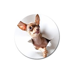 Chihuahua Magnet 3  (Round)