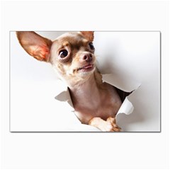 Chihuahua Postcards 5  x 7  (10 Pack)