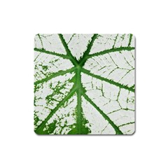 Leaf Patterns Magnet (square)