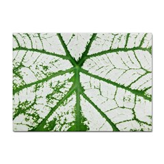 Leaf Patterns A4 Sticker 10 Pack by natureinmalaysia