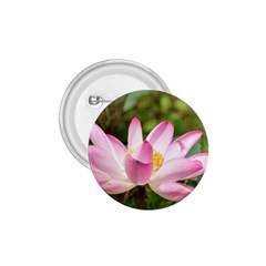 A Pink Lotus 1 75  Button by natureinmalaysia