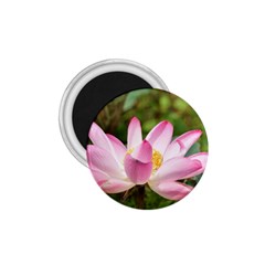 A Pink Lotus 1 75  Button Magnet by natureinmalaysia