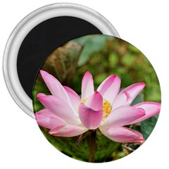 A Pink Lotus 3  Button Magnet by natureinmalaysia