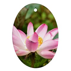 A Pink Lotus Oval Ornament by natureinmalaysia