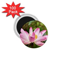 A Pink Lotus 1 75  Button Magnet (100 Pack) by natureinmalaysia