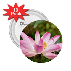 A Pink Lotus 2 25  Button (10 Pack) by natureinmalaysia