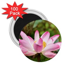 A Pink Lotus 2 25  Button Magnet (100 Pack) by natureinmalaysia