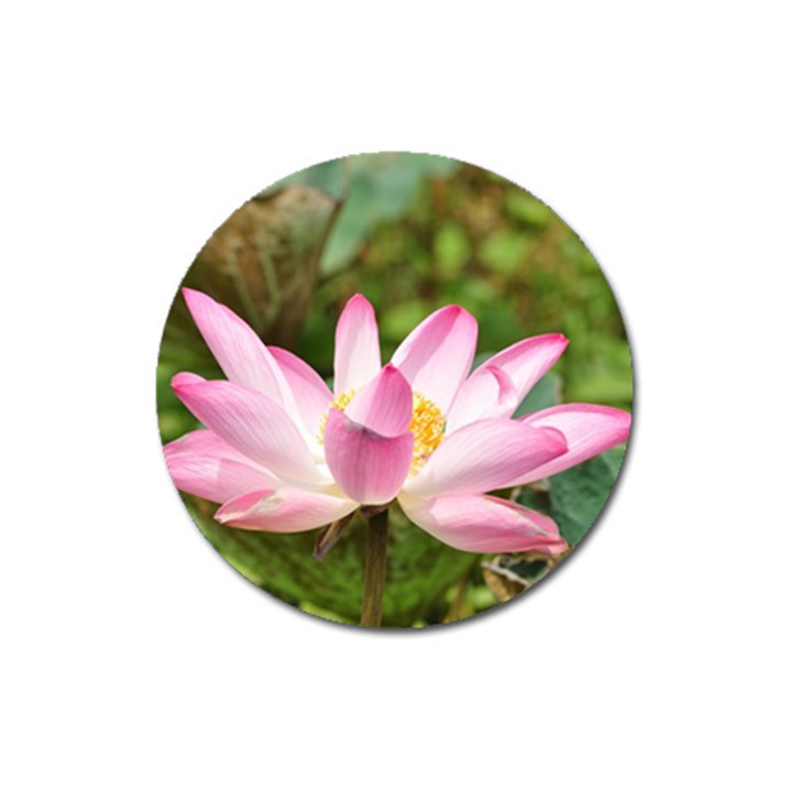 A Pink Lotus Magnet 3  (Round)