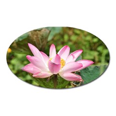 A Pink Lotus Magnet (oval) by natureinmalaysia