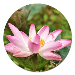 A Pink Lotus Magnet 5  (round) by natureinmalaysia