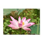 A Pink Lotus A4 Sticker 10 Pack Front