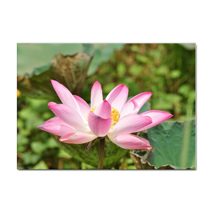 A Pink Lotus A4 Sticker 10 Pack