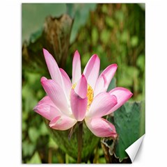 A Pink Lotus Canvas 12  X 16  (unframed)