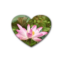 A Pink Lotus Drink Coasters (heart) by natureinmalaysia