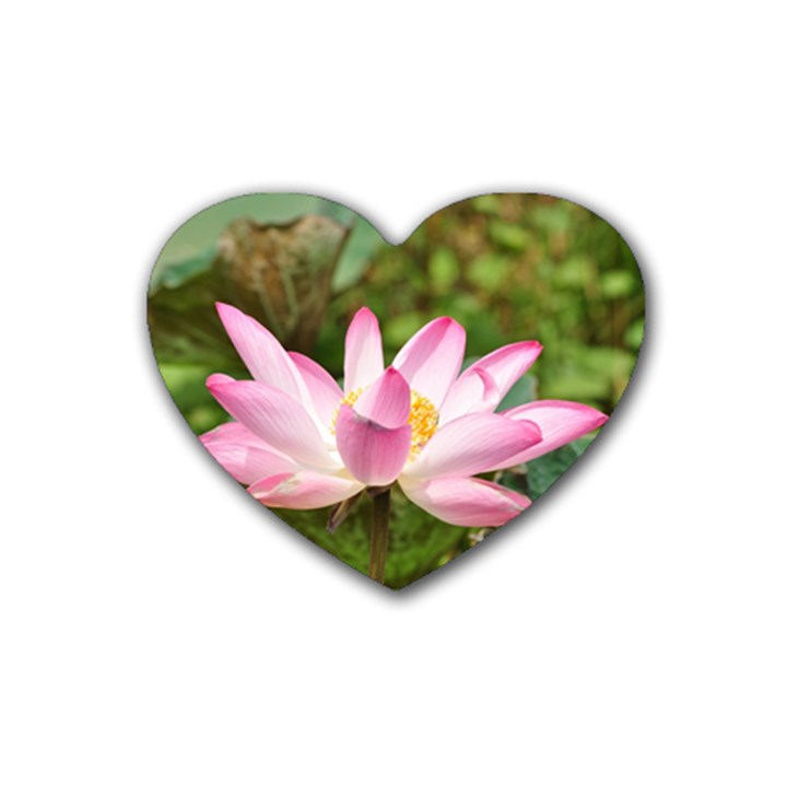 A Pink Lotus Drink Coasters 4 Pack (Heart) 