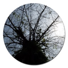 An Old Tree Magnet 5  (round) by natureinmalaysia