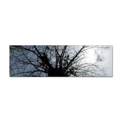 An Old Tree Bumper Sticker 10 Pack