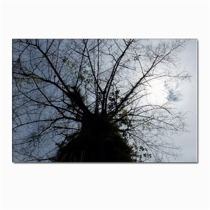 An Old Tree Postcard 4 x 6  (10 Pack)