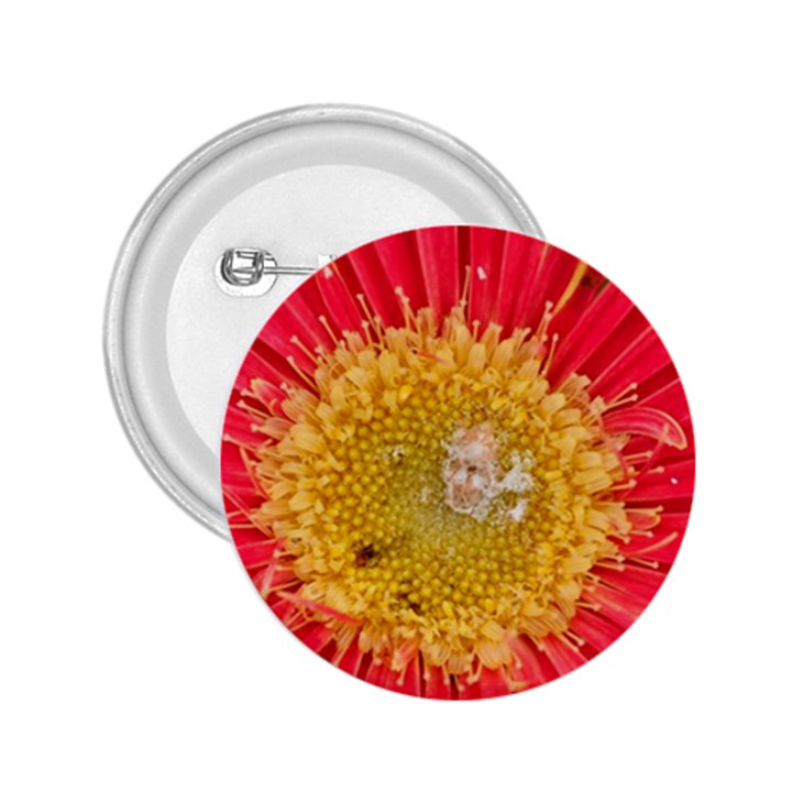 A Red Flower 2.25  Button