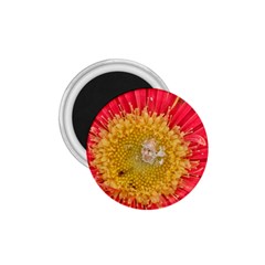 A Red Flower 1 75  Button Magnet