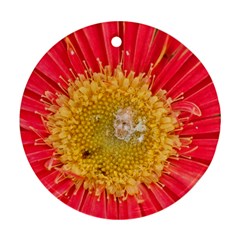 A Red Flower Round Ornament by natureinmalaysia