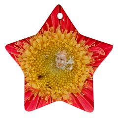 A Red Flower Star Ornament by natureinmalaysia