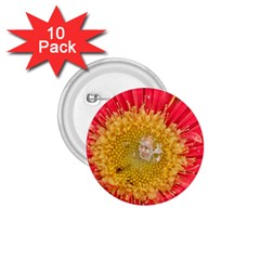 A Red Flower 1 75  Button (10 Pack) by natureinmalaysia