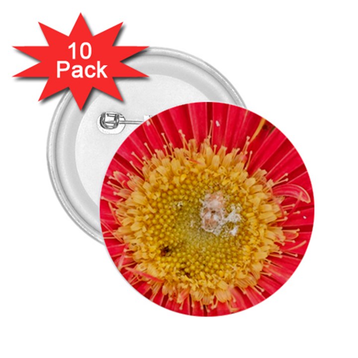 A Red Flower 2.25  Button (10 pack)