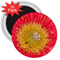 A Red Flower 3  Button Magnet (10 Pack) by natureinmalaysia