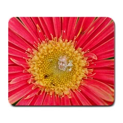 A Red Flower Large Mouse Pad (rectangle) by natureinmalaysia