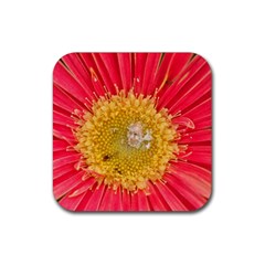 A Red Flower Drink Coaster (square) by natureinmalaysia