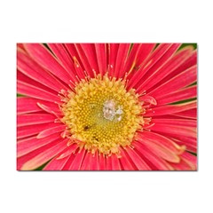 A Red Flower A4 Sticker 10 Pack by natureinmalaysia