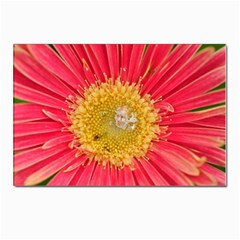 A Red Flower Postcard 4 x 6  (10 Pack) by natureinmalaysia